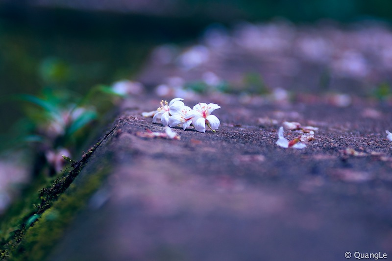 Điều quan trọng của sinh mệnh là gì?