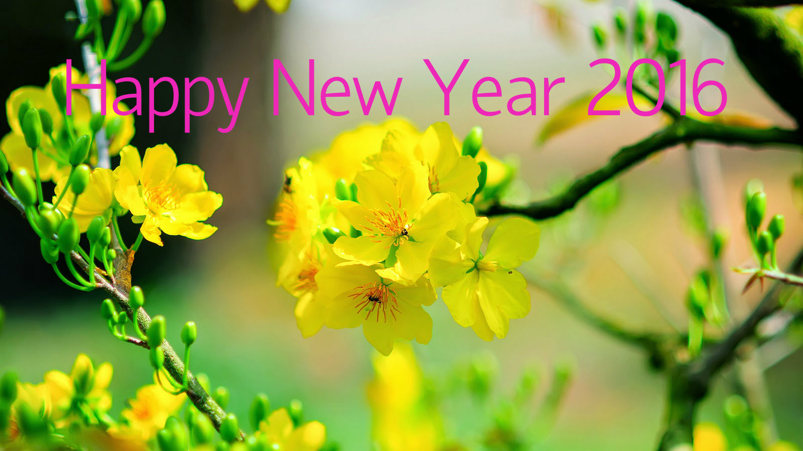 Lời chúc mừng năm mới gửi đến độc giả báo Tân Sinh