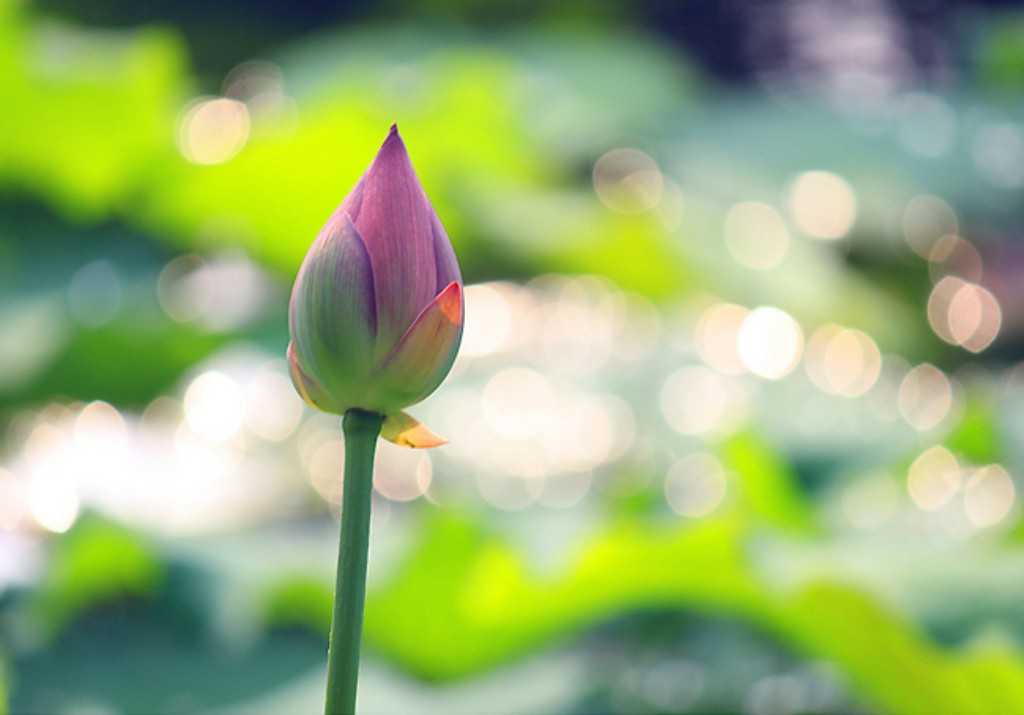 Ung thư, các khối u, và não úng thủy biến mất sau khi gặp Pháp Luân Đại Pháp