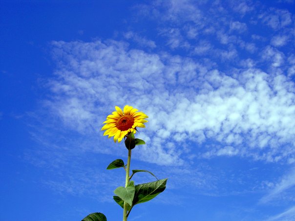 Cuộc sống thật sự mong manh