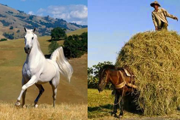 Lão hòa thượng kể câu chuyện về 2 con ngựa