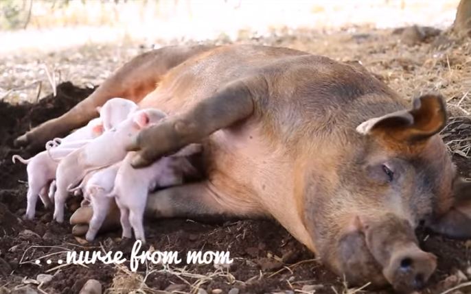 Lợn mẹ liều chết nhảy khỏi xe tải để cứu đàn con trong bụng sắp sinh