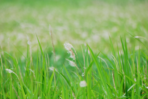 Từ “mong manh như cây cỏ” tới “sức sống mãnh liệt như cây cỏ”