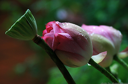 Hai câu chuyện có thật về thiện ác hữu báo