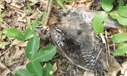 Miền Trung: Đến lượt Chim ven biển cũng lăn ra chết