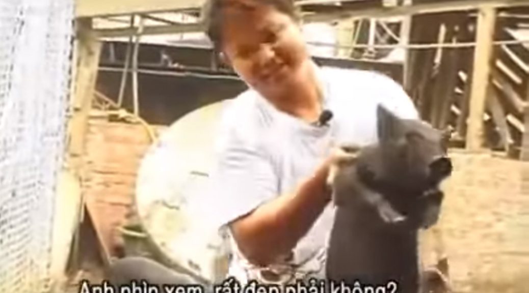 Một Chủ Trại Heo Cho Heo Ăn Chay, Không Bán Heo