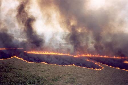 Nhân quả: Con người đang tự hại chính mình