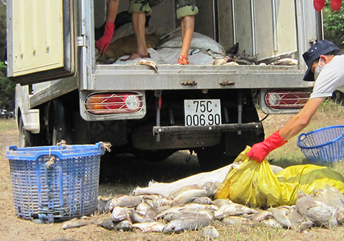 Nhiều tấn cá lồng và cá biển ở Huế tiếp tục chết