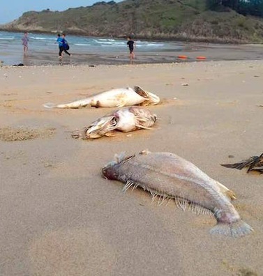 Phát hiện cá chết xếp lớp dưới đáy biển ở Quảng Bình