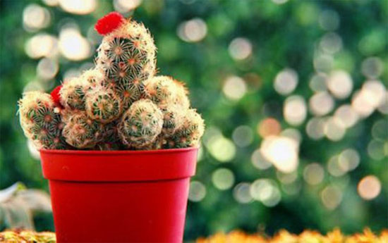 Bài học nhân sinh từ sức sống của cây xương rồng