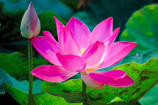 Chứng kiến những trường hợp báo ứng, người đồ tể đã bỏ nghề sát sinh giết chó