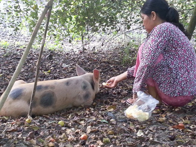 Thấy chết không cứu, đời sau làm heo