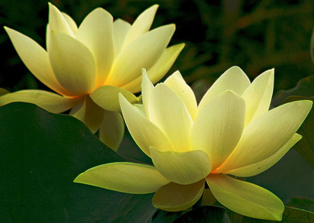 Cứu người lúc nguy cấp đường cùng, Công đức rất lớn