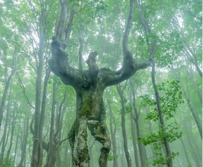 Trong rừng sâu phát hiện cây lớn hình người