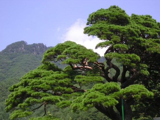 Không mong cầu mà tự đắc (Ảnh)