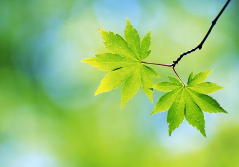 Danh vọng, chức sắc trong đời người là do trời định hay cố gắng mà được?