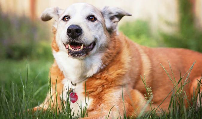 Chú chó có hành động ‘vong ân bội nghĩa’ chỉ vì để cứu chủ