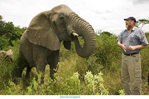 Đàn voi rừng đi bộ đến nhà ân nhân để viếng tang