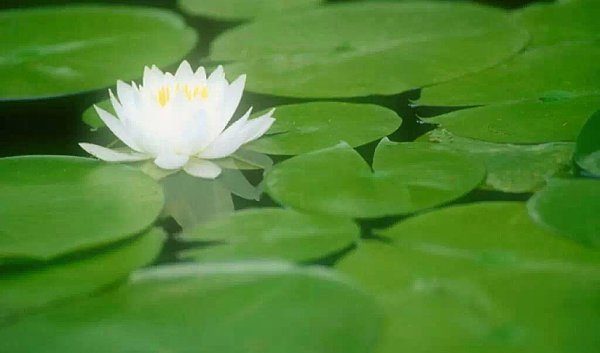 Tại sao chúng ta luôn cần có thái độ ôn hòa