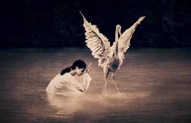 Vạn vật đều có linh tính:Gà rừng biết tạ ơn, trâu khóc xin tha mạng