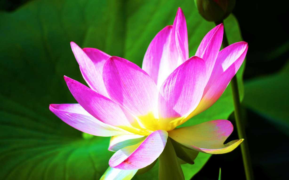 Từ bi chính là năng lượng vĩ đại nhất