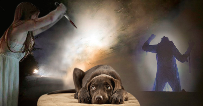 Câu chuyện có thật về báo ứng : Giết chó bị chó báo oán