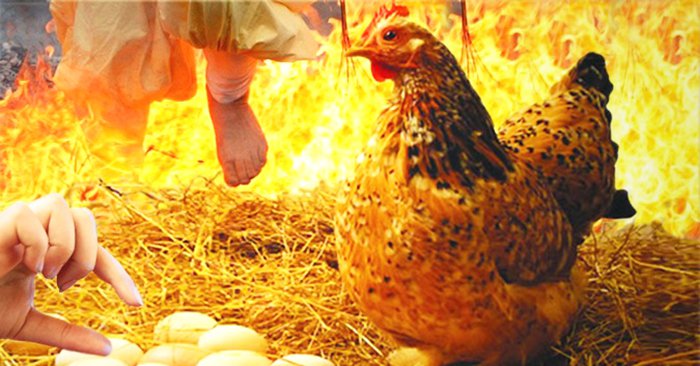 Cậu bé 13 tuổi bị báo ứng đáng sợ chỉ vì hay lấy trộm trứng gà