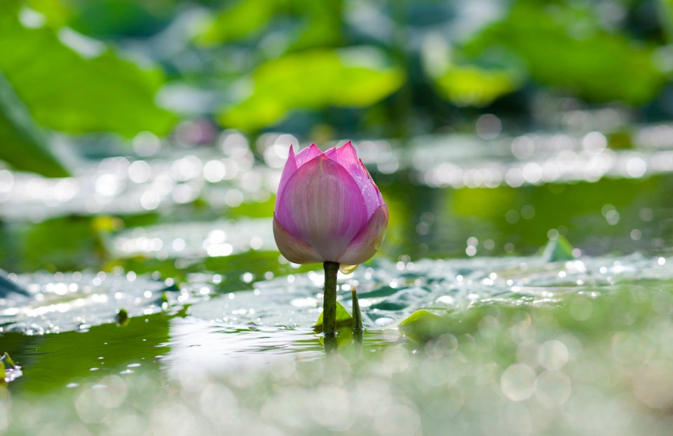 Bí mật phong thủy: ‘Tâm sinh vạn Pháp’