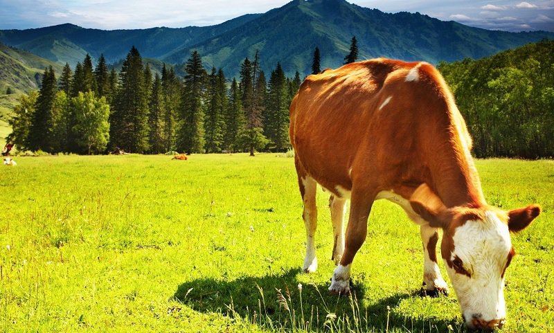 Cả 3 người mua bò đều phải thốt lên rằng nhân quả thật kỳ diệu