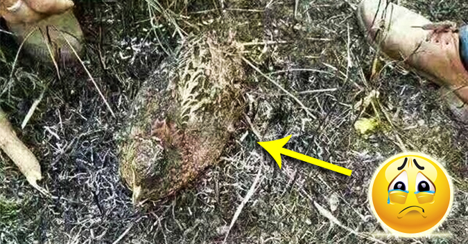 Gà mái mẹ bị thiêu đến chết, khi được đưa khỏi đám cháy mới phát hiện sự thật đau lòng