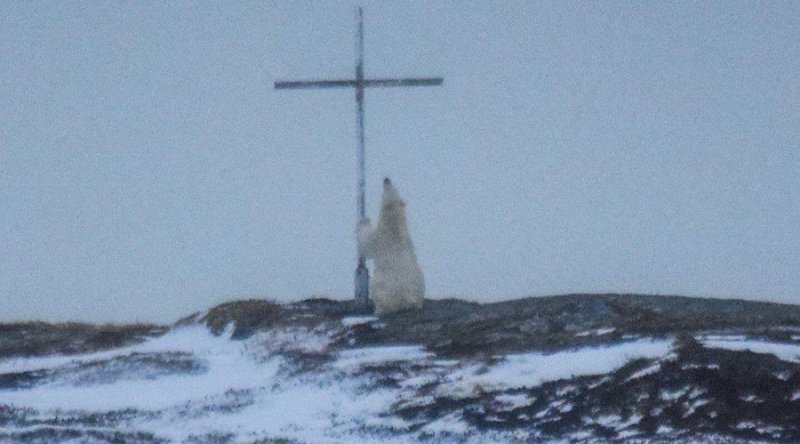 Chú gấu Bắc cực lặng lẽ cầu nguyện trước cây Thập tự giá?