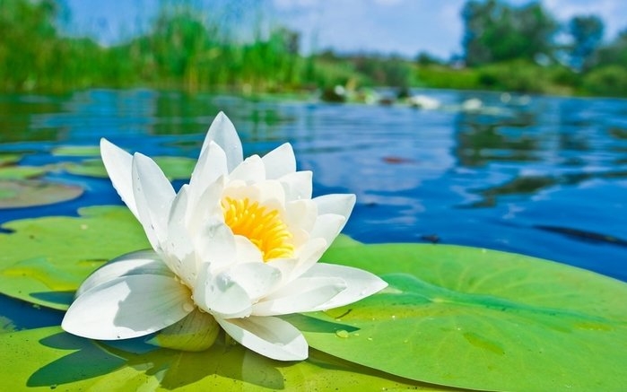 Liên Hoa tiên tử rơi châu lệ, nở đóa hoa Sen vẹn nghĩa tình