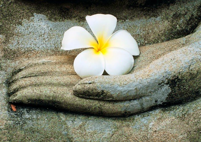 Câu chuyện nhân quả: Cứu vật vật trả ơn, làm hại người nhận ác báo