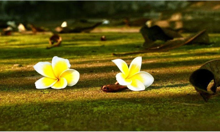 Câu chuyện cuộc sống: Gieo nhân thiện thì hái được quả lành