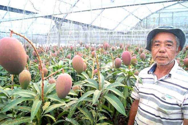 Cây xoài “vỡ kế hoạch” cho 800 quả ở Nhật