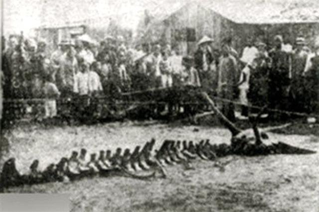 Không chỉ là truyền thuyết, 83 năm trước rồng thật hiện thân lần cuối cùng ở Trung Quốc