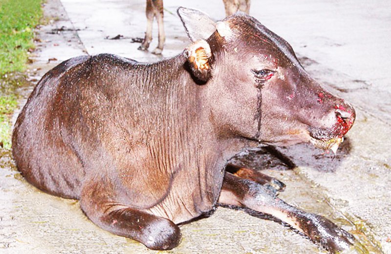 Thấy trâu chảy nước mắt không nỡ giết, nào ngờ nhận được phúc báo to lớn