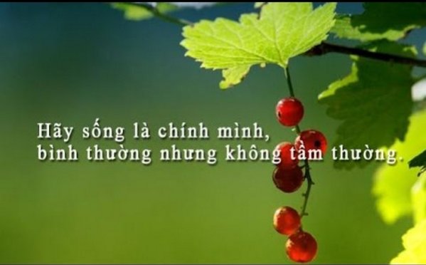 Những câu nói đáng giá ngàn vàng, mỗi chữ đều thấu tận tâm can