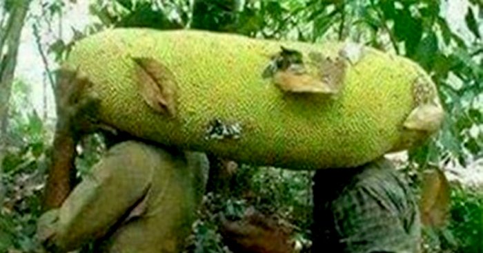 Việt Nam xuất hiện giống mít kỳ lạ, dài hơn 1 mét, 2 người vác mới nổi