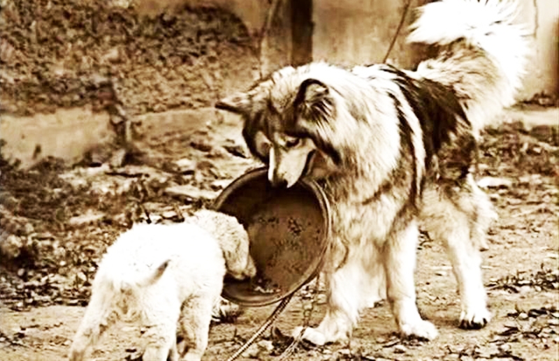 Trước lúc chết giúp đỡ đồng loại, số phận chú chó đã thay đổi hoàn toàn