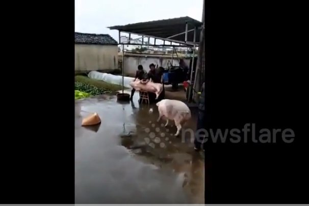 Video Lợn xông vào cứu bạn sắp lên bàn mổ