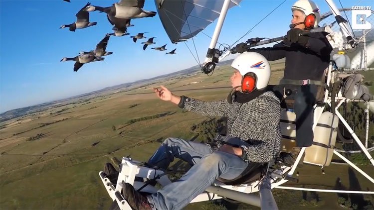 Video: Người chuyên dẫn đường cho các loài chim di cư tránh thợ săn