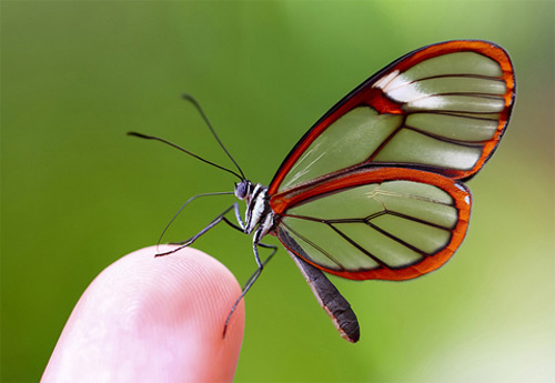 Con Bướm và gánh củi: câu chuyện về lòng Từ bi