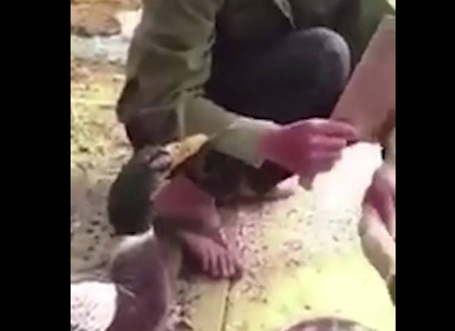 Động vật cũng có cảm tình: Cảm động chú vịt van xin người chủ đừng sát hại bạn của nó