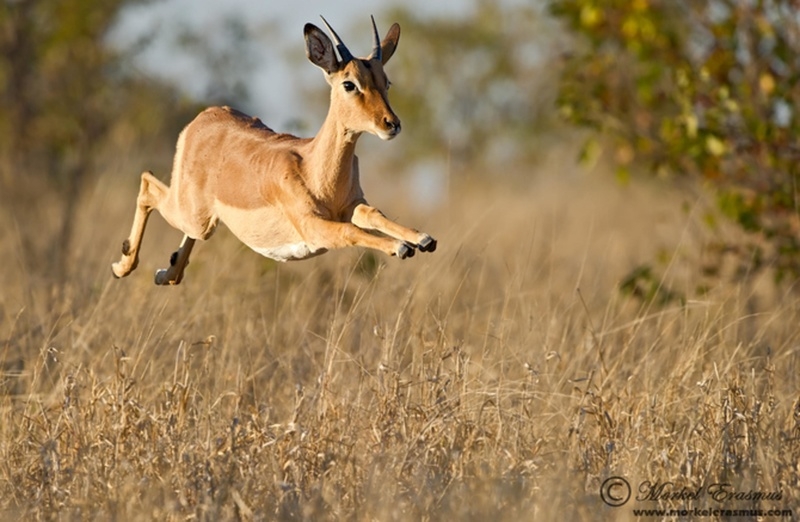 Động vật cũng có “tình cảm”, ba câu chuyện chân thực cảm động về loài vật