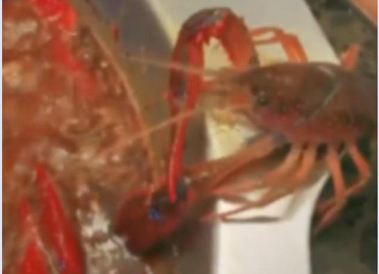 Tôm hùm tự cắt càng để thoát khỏi nồi lẩu đang sôi sùng sục