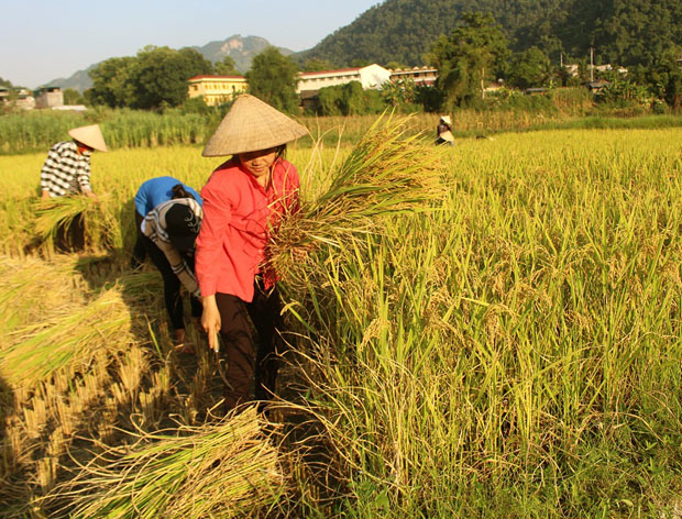 Dẫu là một hạt gạo thôi, ai mà lãng phí: chiêu mời vận đen