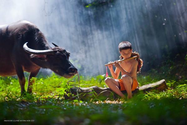 Cậu bé chăn trâu với hai lần được cải mệnh nhờ thiện tâm mà đắc được phúc báo