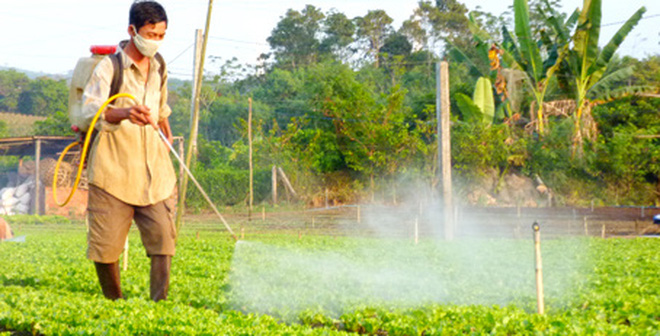 Hà Nội: Gần 50% số người xét nghiệm bị nhiễm thuốc trừ sâu trong máu