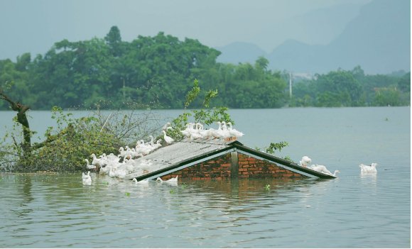 Những ngày lênh đênh ở Chương Mỹ: Trâu bò lặn ngụp, vịt trèo lên những mái nhà khi nước dâng đến tận nóc